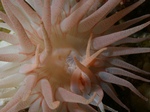 Anemone Macro.jpg