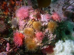 Anemones.jpg