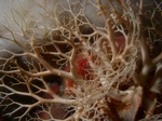 Basket Star4.jpg