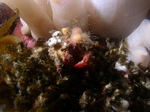 Decorator Crab1.jpg