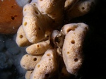 Finger Sponge and Snail.jpg