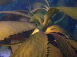 Kelp13.jpg