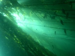Kelp5.jpg