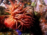 Strawberry Anemone22.jpg