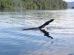 Whale11.jpg