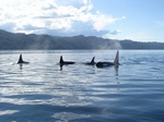 Whale4.jpg