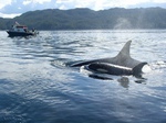 Whale6.jpg