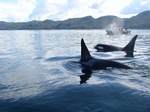 Whale7.jpg